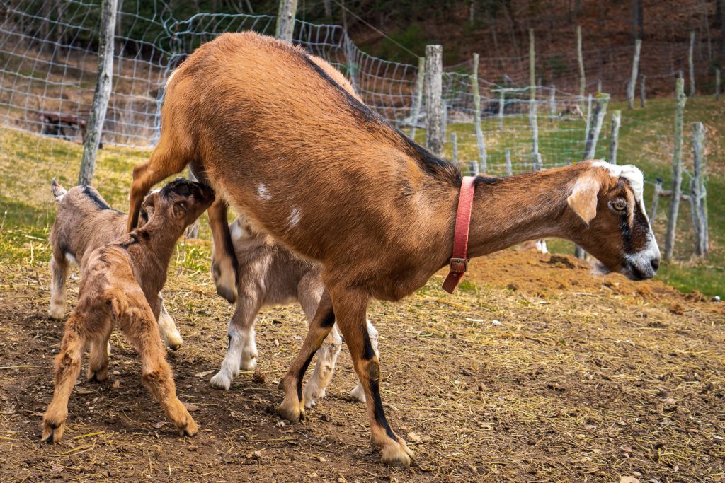 Goats on a farm with solar panels.