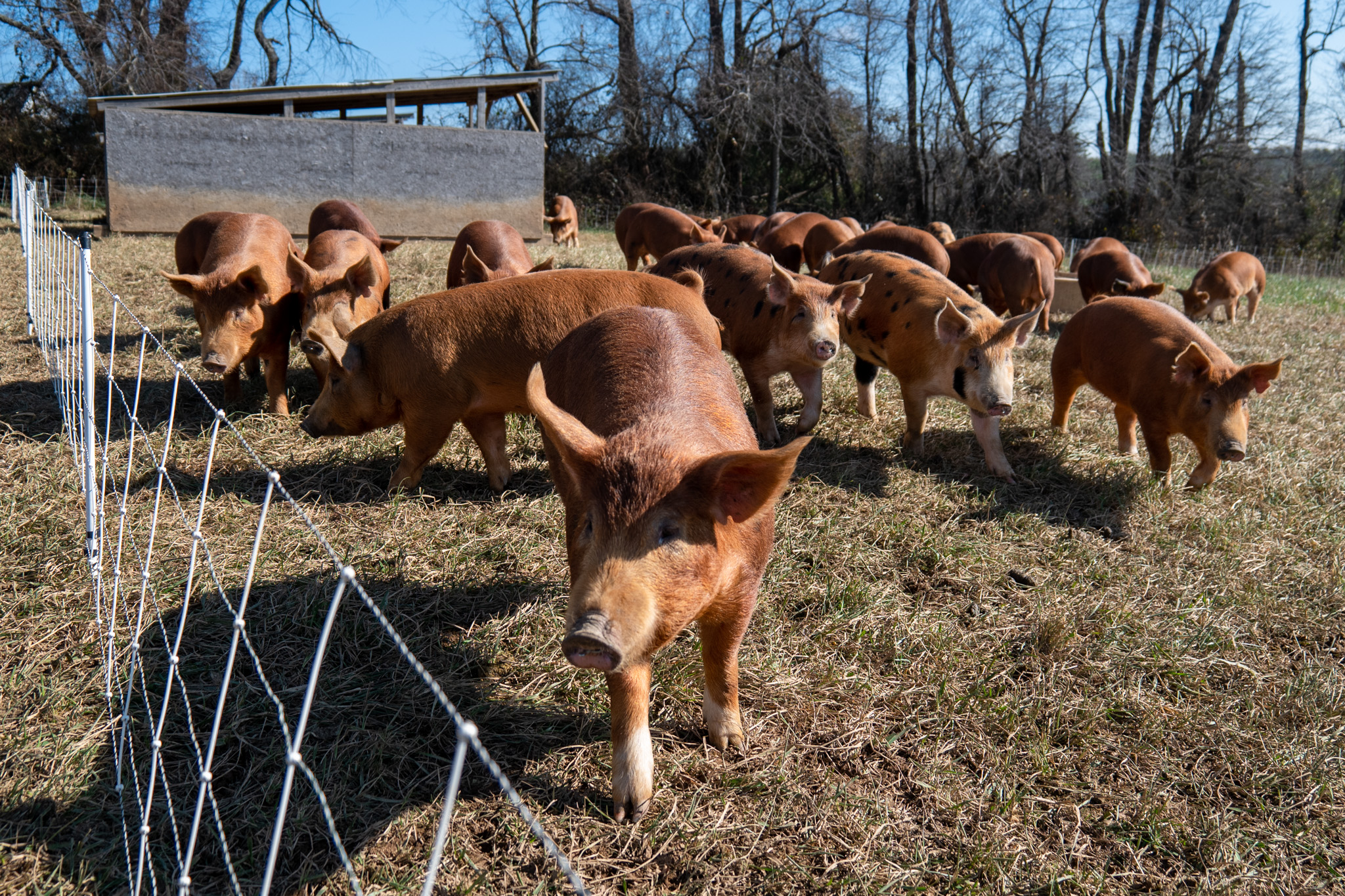 pigs at weathertop farm